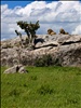 Male Lions on Rock